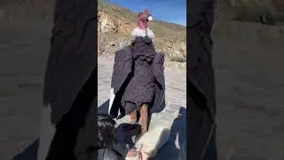 The Giant Vulture ...! 😮😮 it's so big..! #shorts