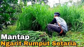 Bank Pakan Rumput Setaria||Ngarit Rumput Setaria (Rumput Pendek)