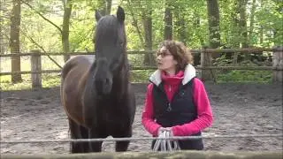 Kurs Pferde verstehen lernen