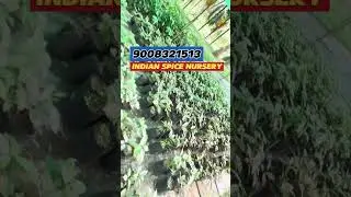 jathiphala grafted Nursery | Nutmeg nursery | Karnataka trust worth Spice nursery