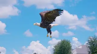 Raptor Rehabilitation Team: Eagle Release - 09.06.23
