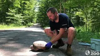 How To Help A Snapping Turtle Cross The Road