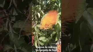Escova de macaco ou Largata de fogo