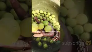 नींबू कीहार्वेस्टिंग nimbu ki harvesting#Ghar ke Bina hath ke nimbu#trending #trendingvideo 