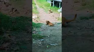 ch&oacute; cưng của t&ocirc;i