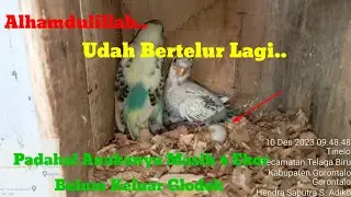 Madodo BF Gorontalo Ternak Burung Parkit. Langsung Bertelur