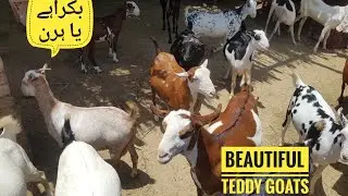 INCREDIBLE world's beautiful goats || beautiful teddy goats breed of Pakistan || kodu goats