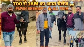 700 से 1km का आया चैलेंज 🤯 पपन रहमापुर और मोनू माखानगर चार दाँत सुपर वाला झोटा तैयार भागने के लिए !