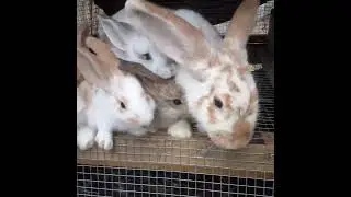 Checkered giant mother and bunnies.