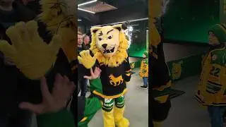 IPA🐱. #ilves #j&auml;&auml;kiekko #hockey #sports #maskotti