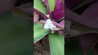 Hidden white flower in #india  #wildlife #discovery #photography #shorts #viral #status #video