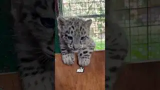 Curiosidades: Filhotes que nunca veem a m&atilde;e. #curiosidades #bichos #animals