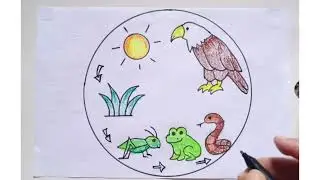 How to draw Food Chain step-by-step | Science project Food chain//easy way to draw food chain