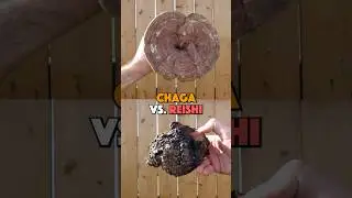 Chaga vs. Reishi: Which mushroom is right for you? 🍄