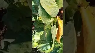 pulling out old cabbage roots