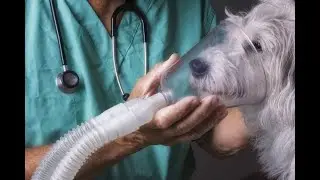Nebulizer Use for Dogs and Cats-NUBELAX