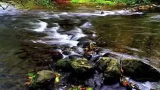 Salmon Spawning Run by Susan Point
