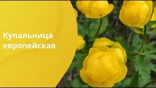 Купальница европейская. Trollius europaeus. Воловье око.