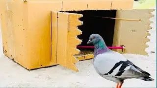 How To Make Cages with Cardboard Box | Pigeon Trap | Bird Trap Easy And Fast With New Ideas |