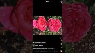 Роза японская Лигар 230 #roses