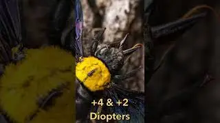 Maven Magnetic Diopters &ndash; Stunning Macro Shots Without a Macro Lens! | Wave 3 Kickstarter #Shorts