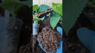 Пересадка укоренненых черенков