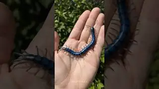 Incredible Journeys of Growing Wild Animals!