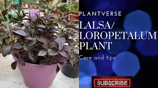 How to grow & care of Lalsa plant#propagation #sunlight #garden #Low maintenance plant~Plantverse