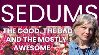 Sedums: The Good, The Bad and The Mostly Awesome