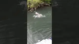 Snook INHALES Topwater!