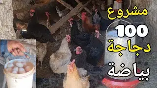 مشروع تربية 100 دجاجة بلدية بياضة سر النجاح 