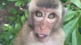 Wow!!! So Beautiful Eyes Little Monkey 