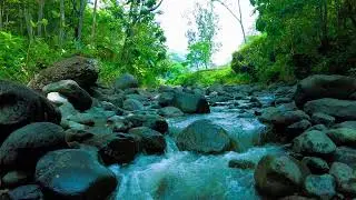 Pure River Stream by Palm Trees &mdash; Flowing Water White Noise for Calm & Focus