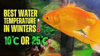 Best Water Temperature For Goldfish In Winters || Blue Aquatics