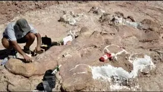 Dinosaur Discovers:  Titanosaur
