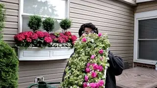 Impatiens & Verbena For INSTANT Summer Color / ROCKAPULCO IMPATIENS / PW / Garden Queen