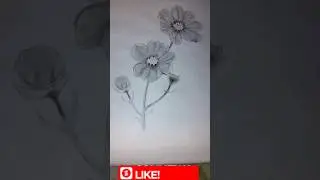 how to draw cosmos flowers #youtubeshorts #pencildrawing #cosmosflowers