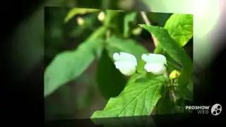 Bowkeria - garden plants