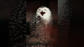 Owl Hooting Sounds