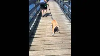 Funny dog #scaredydog #funny #meanpitbull
