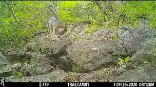 Texas Trail Cams - Gray Fox Mom & Baby - May 30, 2020