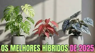 VOC&Ecirc; CONHECE O ANT&Uacute;RIO, a BEG&Ocirc;NIA e o FILODENDRO? OS H&Iacute;BRIDOS MAIS CAROS e DESEJADOS em 2025!
