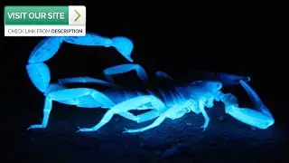 Blacklight Scorpion Services Queen Creek AZ 2019 (480-493-5028) Ozone Pest Control