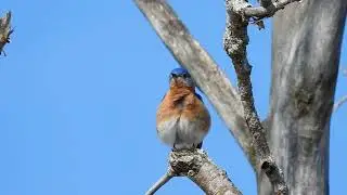 Merlebleu de l'Est - Eastern Bluebird - Sialia sialis