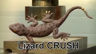 Crazy Lizard vs Hydraulic Press CRUSH