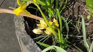 Wildlife corner at Lea Road. We have hornets or bees and ladybirds in one barrel 5/3/2025
