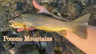 Fishing for remote streams for WILD TROUT in the POCONO MOUNTAINS!