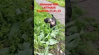 МОО КПС КРАСНЫЙ МАЯК. Щенки шнауцера родители MAGNUM FORCE ARTAX's ANGELS* RED LAITHAUS SORBONA