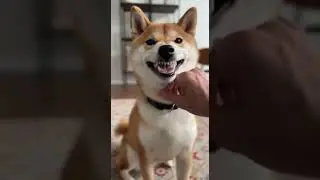 Shiba Gets Mugged at Offleash Park Watch the Unexpected Twist #dogsoftiktok #shibalove #offleashfun