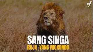 Singa: Raja Sabana yang Mokondo, Bergantung Kepada Istri